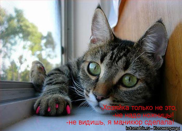 Котоматрица: -Хозяйка только не это, -не надо ножницы! -не видишь, я маникюр сделала!