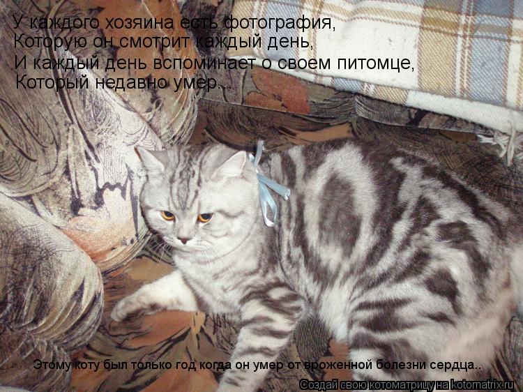 Котоматрица: У каждого хозяина есть фотография,  Которую он смотрит каждый день, И каждый день вспоминает о своем питомце, Который недавно умер... Этому к