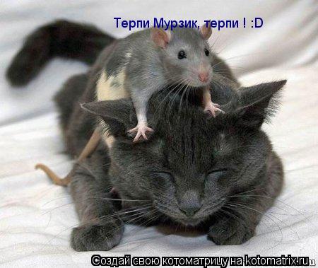 Котоматрица: Терпи Мурзик, терпи ! :D