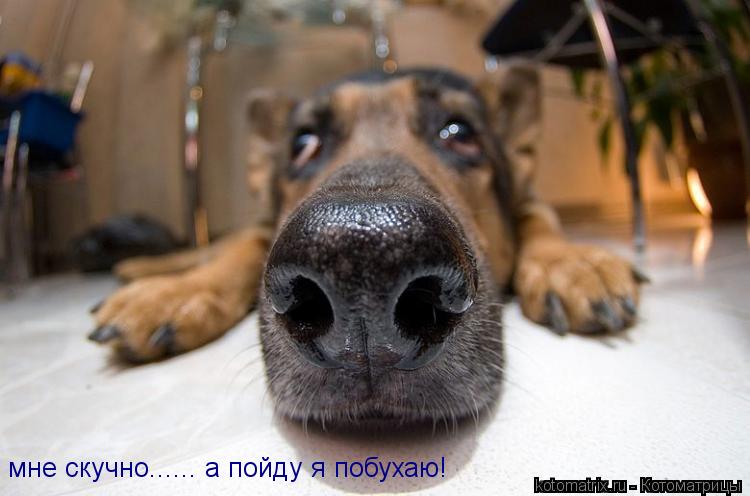 Котоматрица: мне скучно...... а пойду я побухаю!