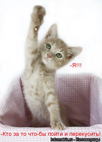 -Кто за то что-бы пойти и перекусить! -Я!!!... Котоматрица: -Кто за то что-бы пойти и перекусить! -Я!!!