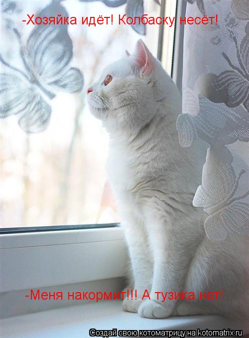 -Хозяйка идёт! Колбаску несёт! -Меня накормит!!! А тузика нет!... Котоматрица: -Хозяйка идёт! Колбаску несёт! -Меня накормит!!! А тузика нет!