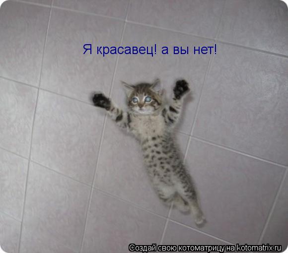Котоматрица: Я красавец! а вы нет!