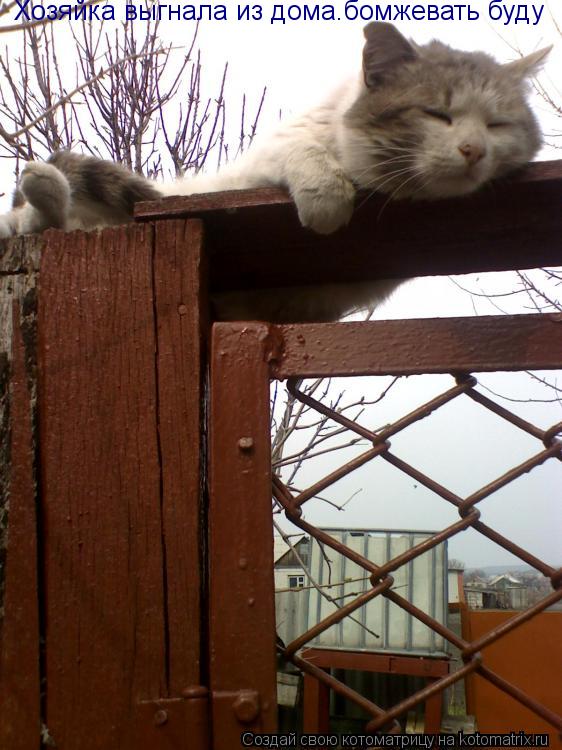 Котоматрица: Хозяйка выгнала из дома.бомжевать буду