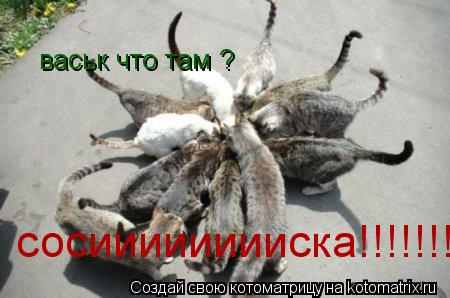 Котоматрица: васьк что там ? сосииииииииска!!!!!!!