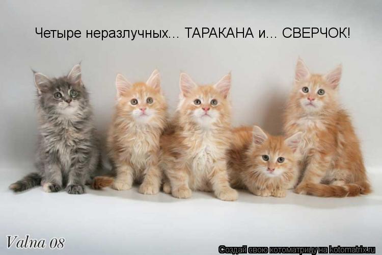 Котоматрица: Четыре неразлучных... ТАРАКАНА и... СВЕРЧОК!