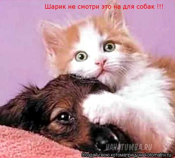 Котоматрица: Шарик не смотри это на для собак !!!