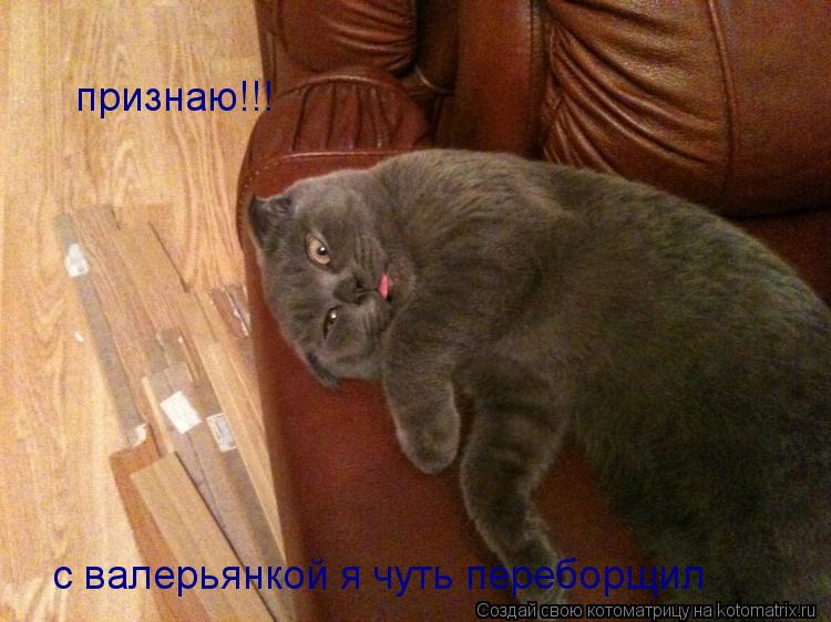 Котоматрица: признаю!!! с валерьянкой я чуть переборщил