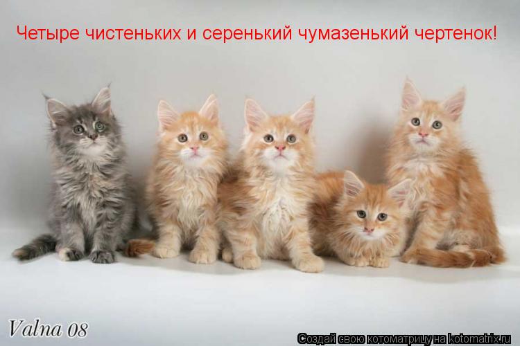 Котоматрица: Четыре чистеньких и серенький чумазенький чертенок!