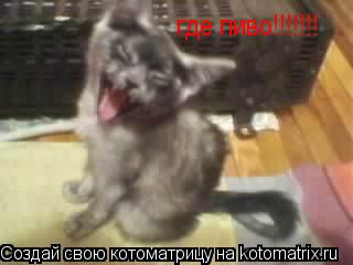 Котоматрица: где пиво!!!!!!!