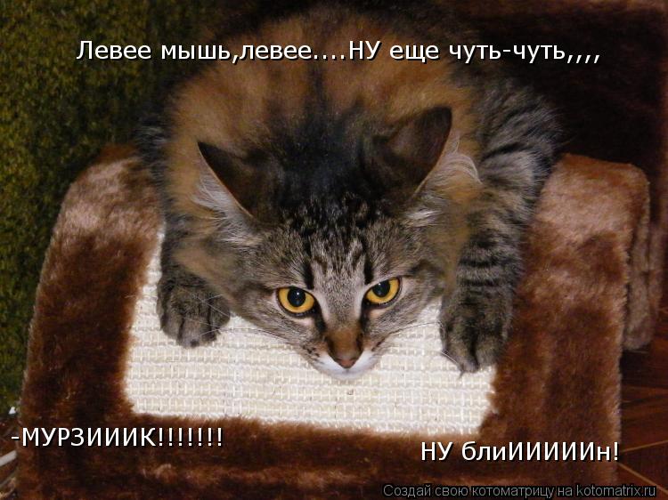 Котоматрица: Левее мышь,левее....НУ еще чуть-чуть,,,, -МУРЗИИИК!!!!!!! НУ блиИИИИИн!