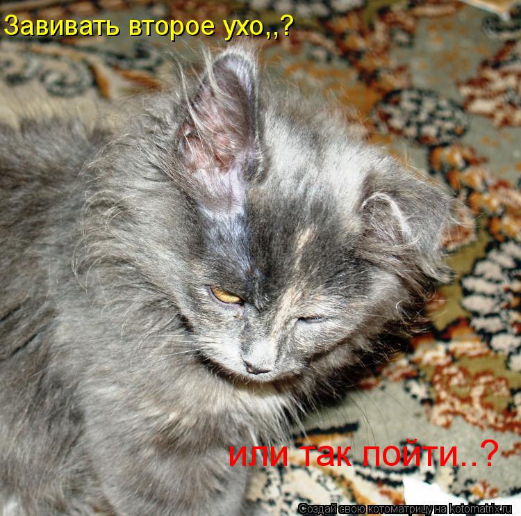 Котоматрица: Завивать второе ухо,,? или так пойти..?