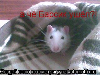 Котоматрица: а чё Барсик ушёл?!