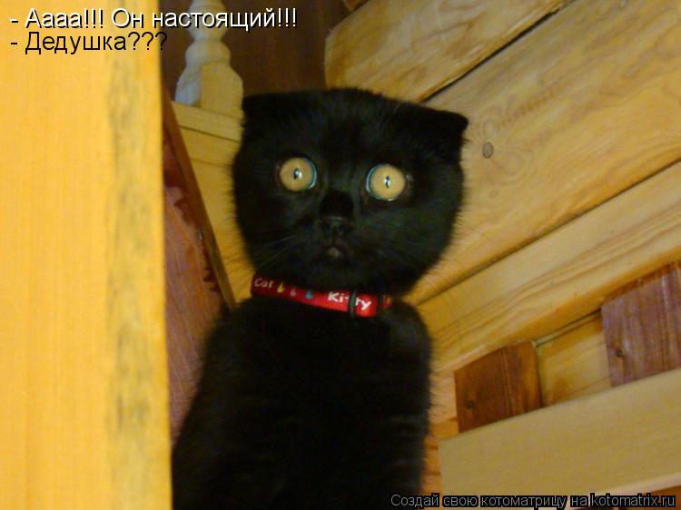 Котоматрица: - Аааа!!! Он настоящий!!!  - Дедушка???