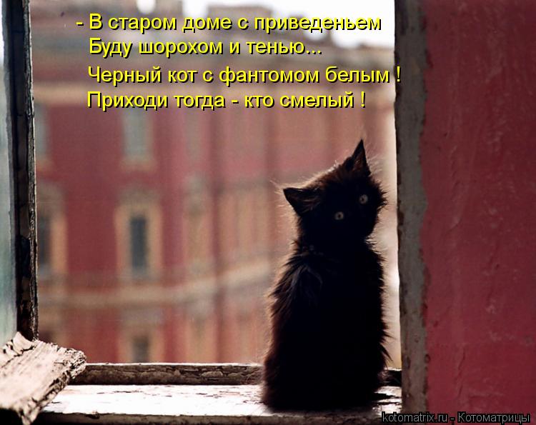Котоматрица: Буду шорохом и тенью... - В старом доме с приведеньем Приходи тогда - кто смелый ! Черный кот с фантомом белым !
