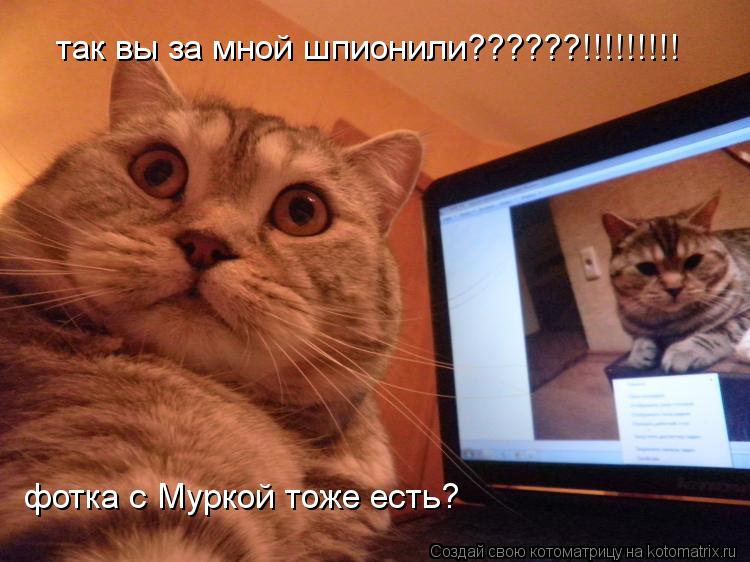 Котоматрица: так вы за мной шпионили??????!!!!!!!!! фотка с Муркой тоже есть?