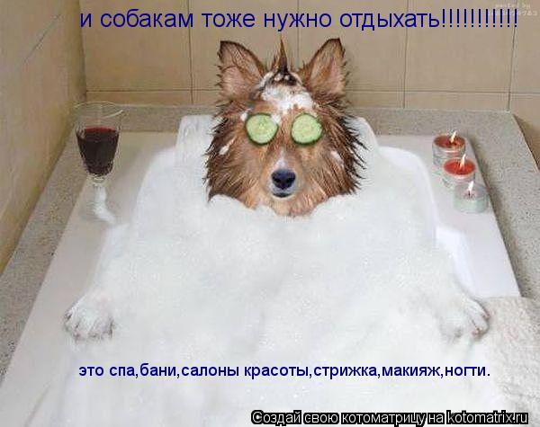 Котоматрица: и собакам тоже нужно отдыхать!!!!!!!!!!! это спа,бани,салоны красоты,стрижка,макияж,ногти.