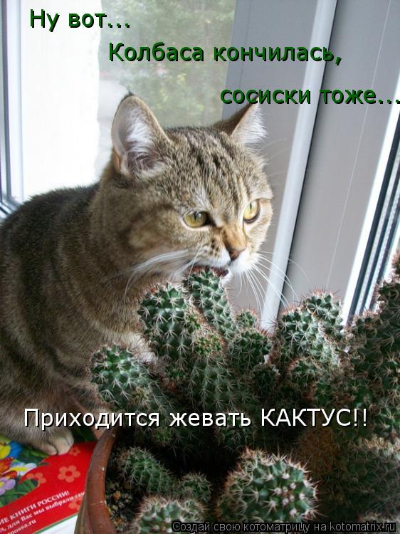 Котоматрица: Ну вот...  Колбаса кончилась, сосиски тоже... Приходится жевать КАКТУС!!