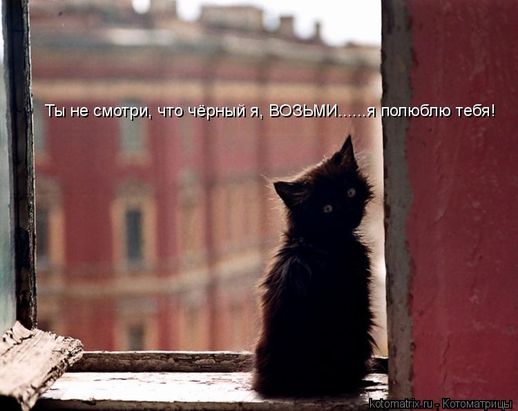 Котоматрица: Ты не смотри, что чёрный я, ВОЗЬМИ......я полюблю тебя!