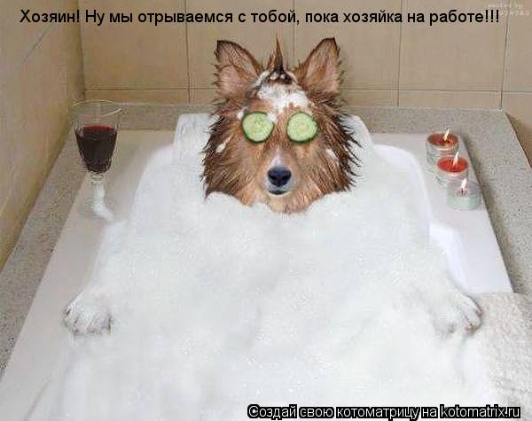 Котоматрица: Хозяин! Ну мы отрываемся с тобой, пока хозяйка на работе!!!