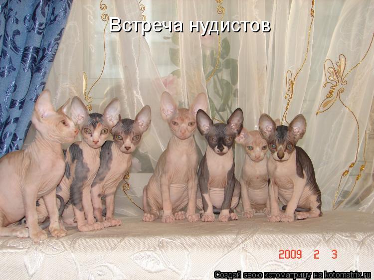 Котоматрица: Встреча нудистов