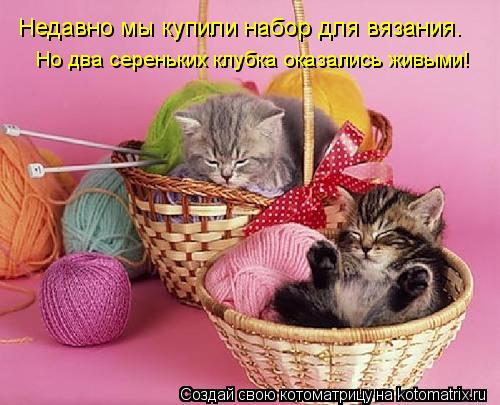 Котоматрица: Недавно мы купили набор для вязания. Но два сереньких клубка оказались живыми!