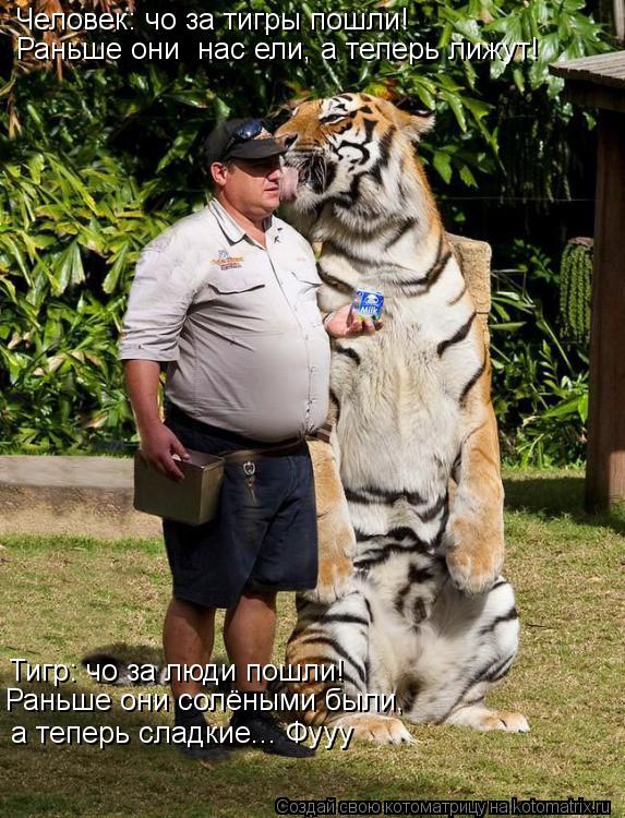 Котоматрица: Тигр: чо за люди пошли! а теперь сладкие... Фууу Человек: чо за тигры пошли! Раньше они  нас ели, а теперь лижут! Раньше они солёными были,