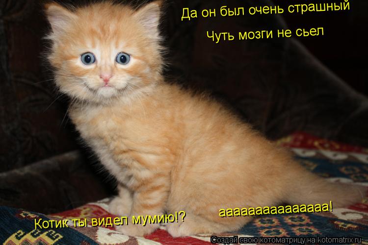 Котик ты видел мумию!? Да он был очень страшный Чуть мозги не сьел ааааааааааааааа!... Котоматрица: Котик ты видел мумию!? Да он был очень страшный Чуть мозги не сьел ааааааааааааааа!