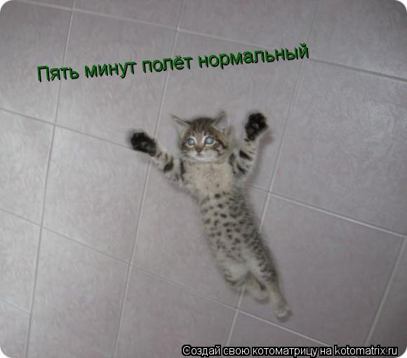 Котоматрица: Пять минут полёт нормальный