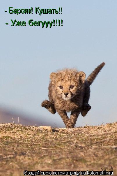 Котоматрица: - Барсик! Кушать!! - Уже бегууу!!!!