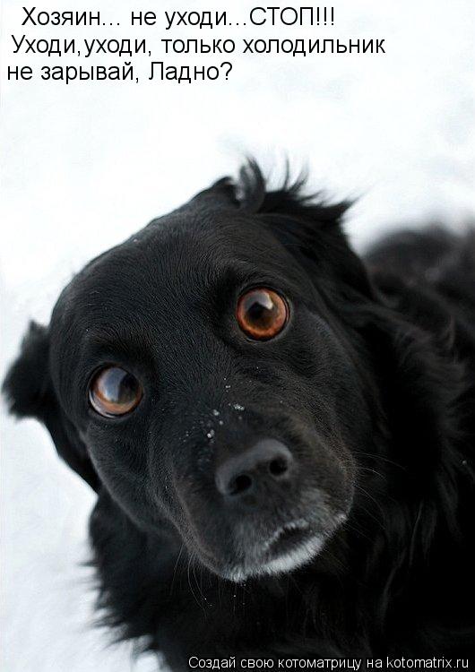 Хозяин... не уходи...СТОП!!! Уходи,уходи, только холодильник не зарывай, Ладно?... Котоматрица: Хозяин... не уходи...СТОП!!! Уходи,уходи, только холодильник не зарывай, Ладно?
