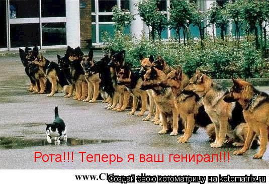 Рота!!! Теперь я ваш генирал!!!... Котоматрица: Рота!!! Теперь я ваш генирал!!!