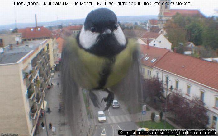 Люди добрыиии! сами мы не местныии! Насыпьте зернышек, кто скока может!!!... Котоматрица: Люди добрыиии! сами мы не местныии! Насыпьте зернышек, кто скока может!!!
