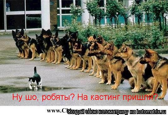 Ну шо, робяты? На кастинг пришли?... Котоматрица: Ну шо, робяты? На кастинг пришли?