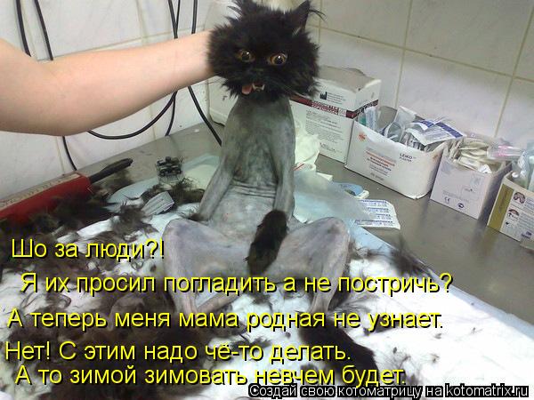 Шо за люди?! Я их просил погладить а не постричь? А теперь меня мама родная не узнает. Нет! С этим ... Котоматрица: Шо за люди?! Я их просил погладить а не постричь? А теперь меня мама родная не узнает. Нет! С этим надо чё-то делать. А то зимой зимовать невче