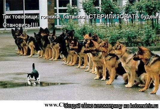 Так товарищи: гопники, батаники, СТЕРИЛИЗОВАТЬ будем! Становись!!!!... Котоматрица: Так товарищи: гопники, батаники, СТЕРИЛИЗОВАТЬ будем! Становись!!!!