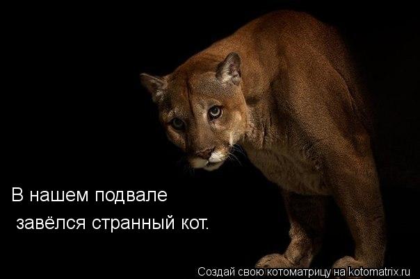 В нашем подвале завёлся странный кот.... Котоматрица: В нашем подвале завёлся странный кот.