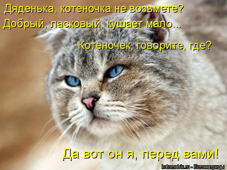 Дяденька, котеночка не возьмете? Добрый, ласковый, кушает мало... Котеночек, говорите, где? Да вот о... Котоматрица: Дяденька, котеночка не возьмете? Добрый, ласковый, кушает мало... Котеночек, говорите, где? Да вот он я, перед вами!