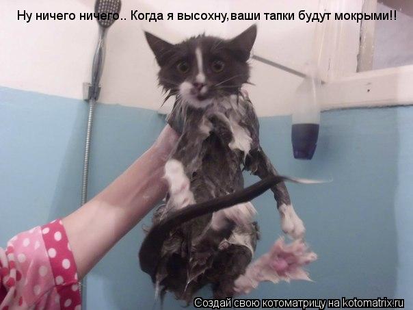 Ну ничего ничего.. Когда я высохну ваши тапки будут мокрыми!! ,... Котоматрица: Ну ничего ничего.. Когда я высохну ваши тапки будут мокрыми!! ,