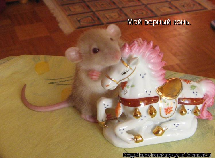 Мой верный конь.... Котоматрица: Мой верный конь.
