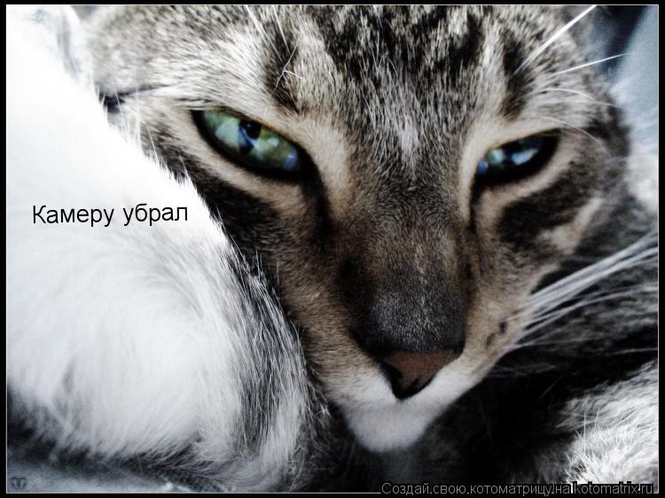 Камеру убрал... Котоматрица: Камеру убрал