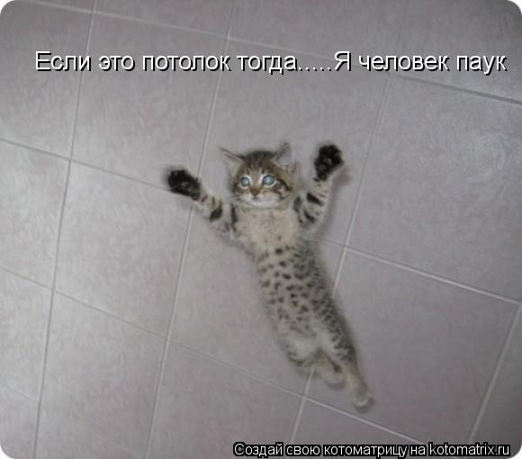 Если это потолок тогда..... Если это потолок тогда.....Я человек паук... Котоматрица: Если это потолок тогда..... Если это потолок тогда.....Я человек паук