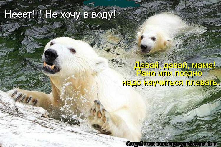 Котоматрица: Нееет!!! Не хочу в воду! Давай, давай, мама! Рано или поздно надо научиться плавать.