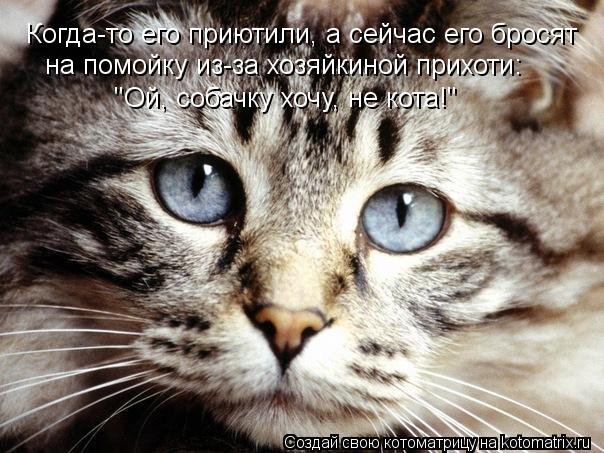 Когда-то его приютили, а сейчас его бросят на помойку из-за хозяйкиной прихоти: "Ой, собачку хочу, не... Котоматрица: Когда-то его приютили, а сейчас его бросят на помойку из-за хозяйкиной прихоти: "Ой, собачку хочу, не кота!"