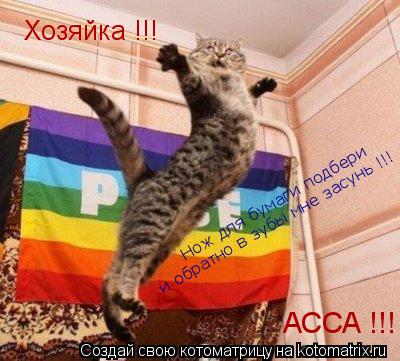 Хозяйка !!! Нож для бумаги подбери и обратно в зубы мне засунь !!! АССА !!!... Котоматрица: Хозяйка !!! Нож для бумаги подбери и обратно в зубы мне засунь !!! АССА !!!