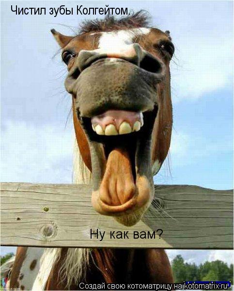Чистил зубы Колгейтом. Ну как вам?... Котоматрица: Чистил зубы Колгейтом. Ну как вам?