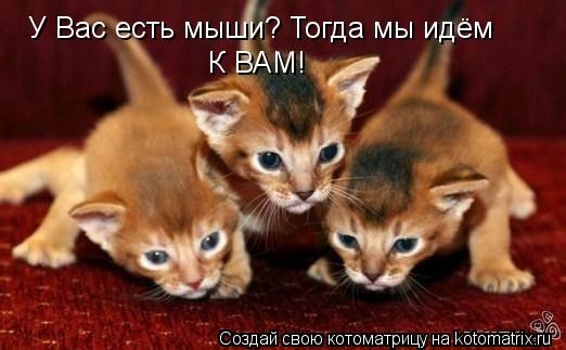 Котоматрица: У Вас есть мыши? Тогда мы идём К ВАМ!