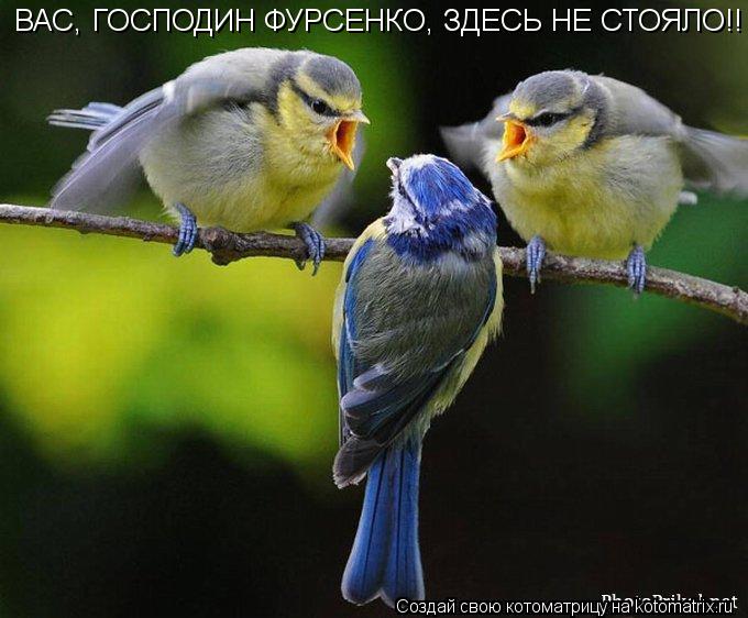 Котоматрица: ВАС, ГОСПОДИН ФУРСЕНКО, ЗДЕСЬ НЕ СТОЯЛО!!