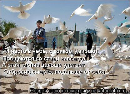 Котоматрица: И часто в небе, с криком умирают. Прощаются со стаей навсегда. А стая, молча дальше улетает. Отбросив смерть, подальше от себя.