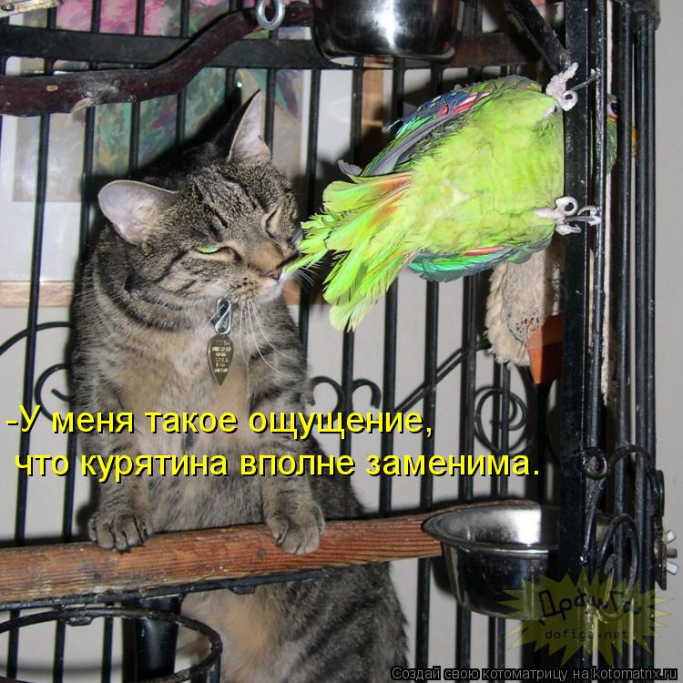 Котоматрица: -У меня такое ощущение,  что курятина вполне заменима.